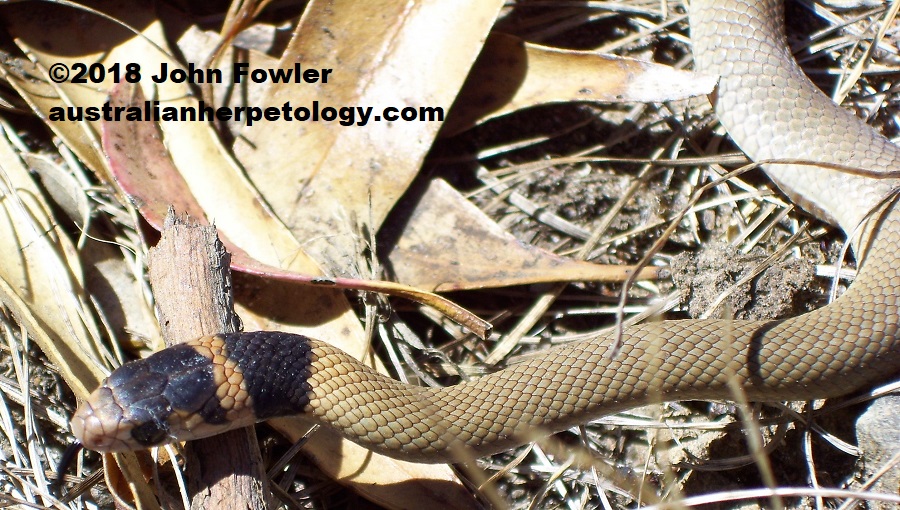 Eastern Brown Snake Pseudonaja textilis